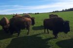 Bisons in Stangerode